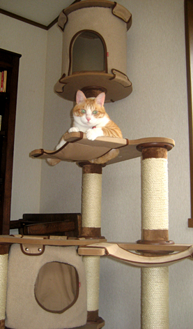 キャットタワーなり