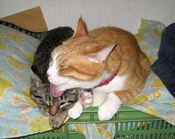 妹〜♪