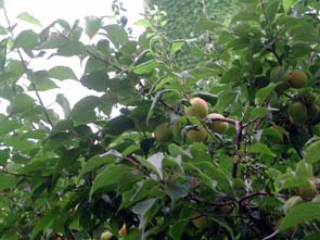 ume