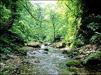 世界自然遺産:白神山地