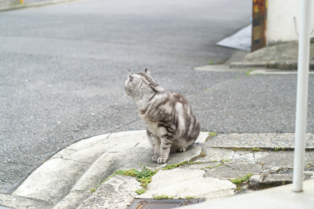 ねこ