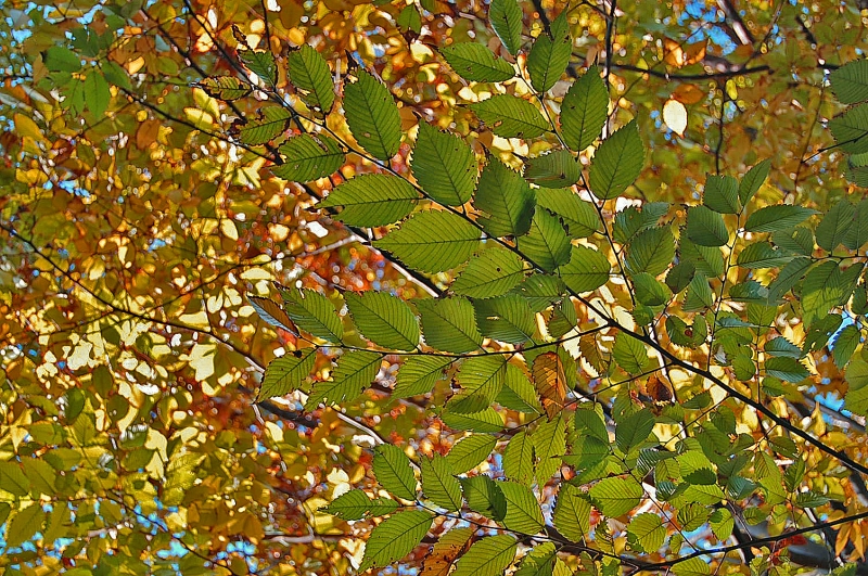 colored leave-mitsuki.jpg