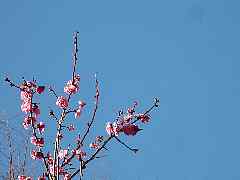 ume1