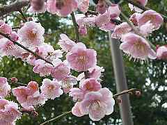 ume2