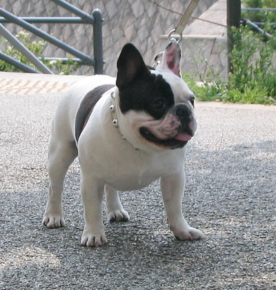 カルフールで