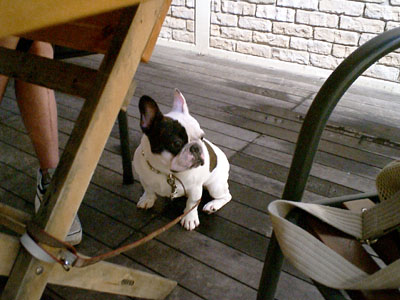 DOG DEPT で