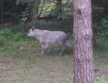 庭に鹿が現れました