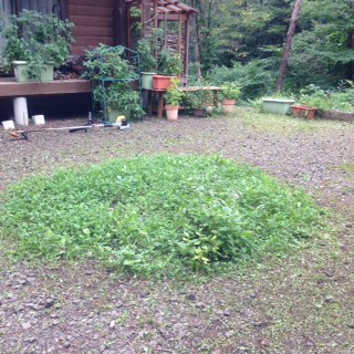 image1.JPG