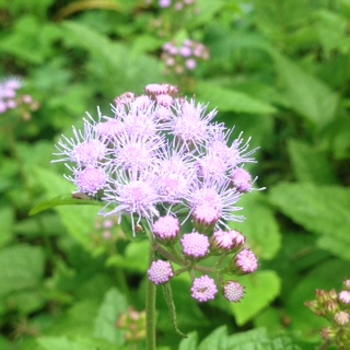 image1.JPG