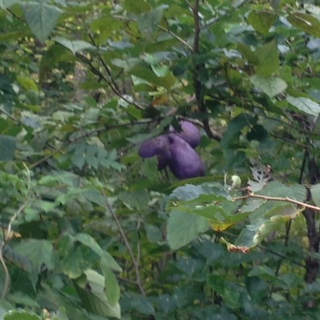 image1.JPG