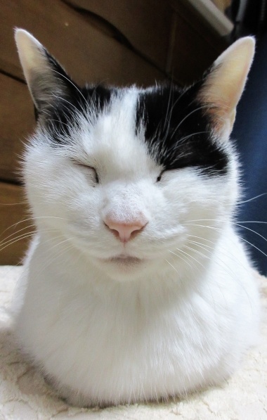 香箱ねこ 正面から ねこ神社