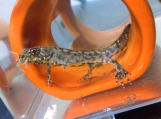 ミナミクシイモリ