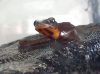 シリケンイモリ