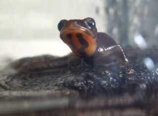 シリケンイモリ