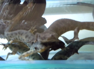 イベリアトゲイモリ