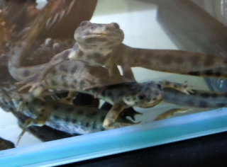 イベリアトゲイモリ