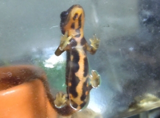 シリケンイモリ