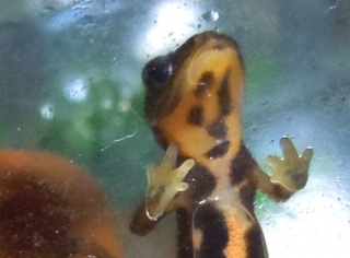 シリケンイモリ