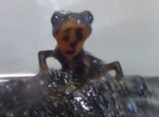 シリケンイモリ