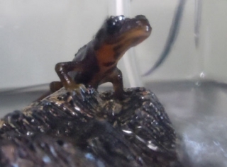 シリケンイモリ