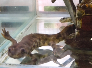 イベリアトゲイモリ