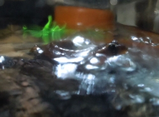 シリケンイモリ