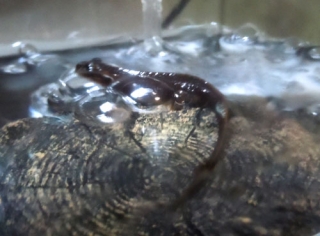 シリケンイモリ