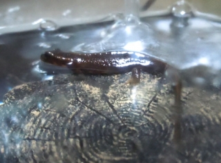 シリケンイモリ