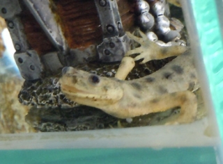 イベリアトゲイモリ