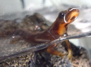 シリケンイモリ