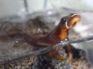 シリケンイモリ