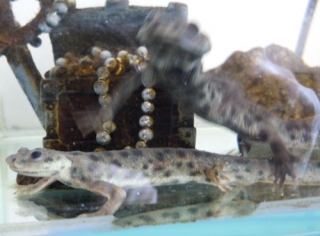 イベリアトゲイモリ