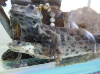 イベリアトゲイモリ