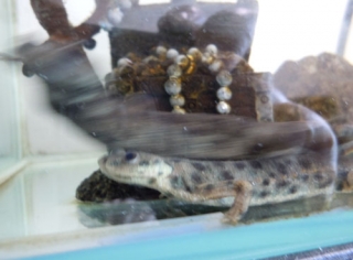 イベリアトゲイモリ