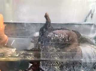 シリケンイモリ