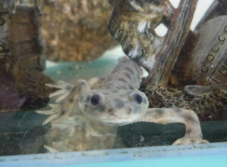 イベリアトゲイモリ