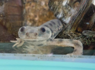 イベリアトゲイモリ