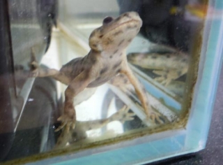 イベリアトゲイモリ