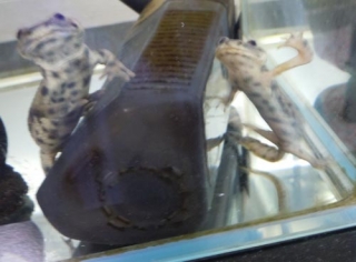 イベリアトゲイモリ