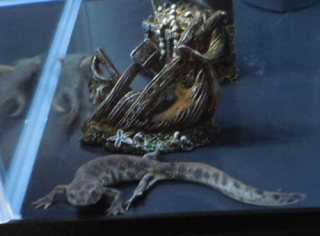 イベリアトゲイモリ