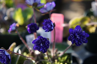 DSC07982.jpg