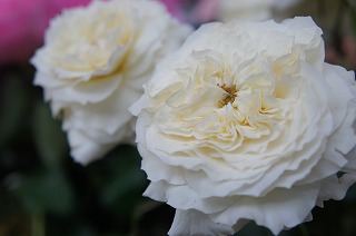DSC09848.jpg