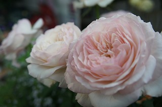 DSC09869.jpg