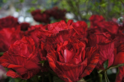 DSC00763.JPG