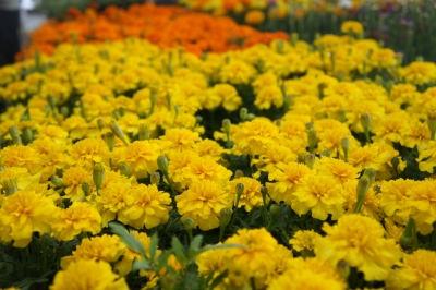 DSC01014.JPG