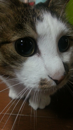 20130731_224720.jpg ニャンブログ.jpg