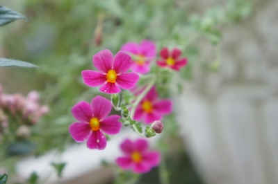 DSC01645.JPG