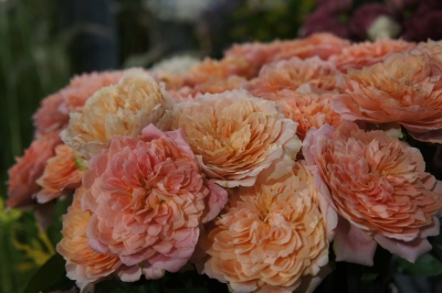 2013-08-11 20.28.31.jpg