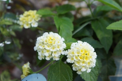 DSC01852.JPG