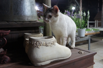 DSC02050.JPG